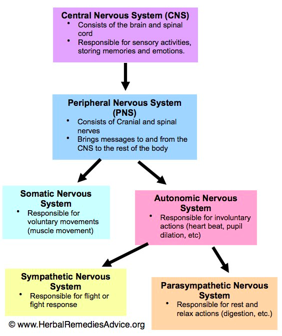 Nervous System